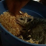 16-Opossums