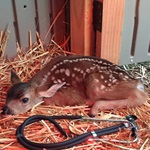 First-Fawn-2015