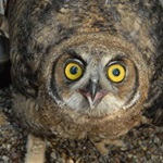 Great-Horned-owl