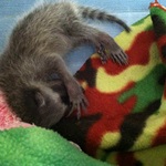 Orphaned-Baby-Raccoon-