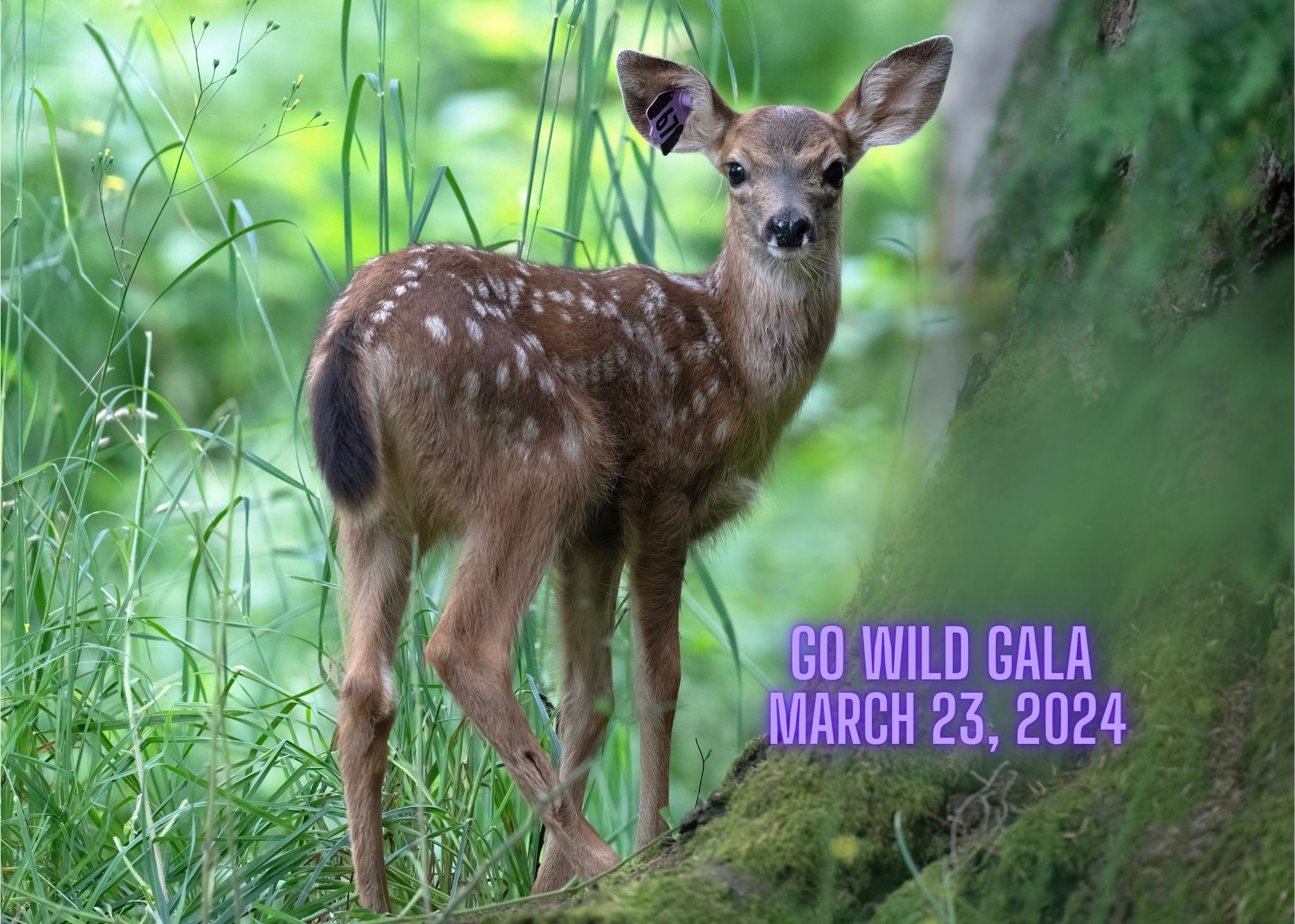 gO wild Gala march 23 2024
